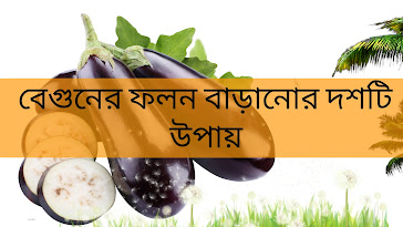 Ten ways to increase the yield of eggplant