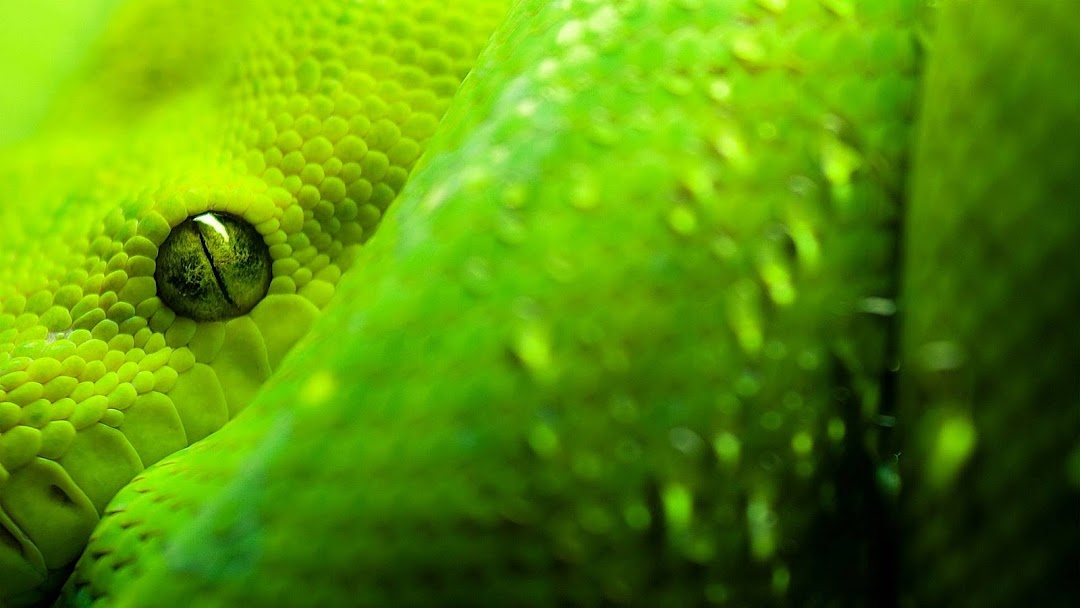 Green Snake HD Wallpaper 1