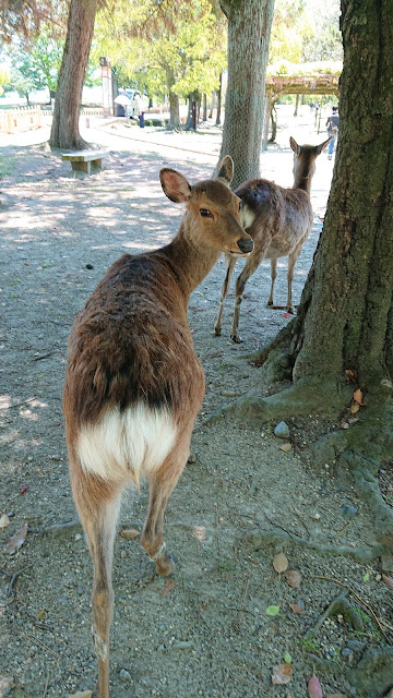 奈良公園