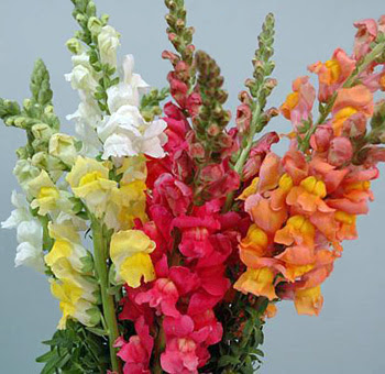 snapdragon