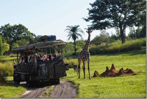Animal Kingdom - Safari Ride