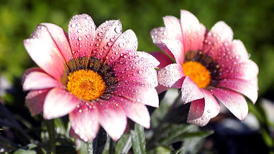 HD FLOWERS IMAGES COLLECTIONS  23