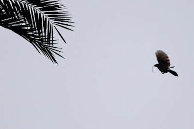 Jungle Babbler