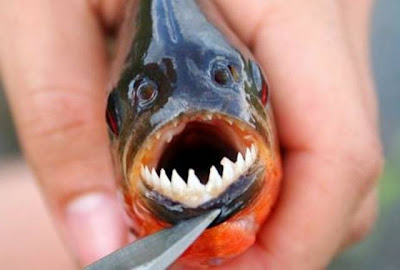 10 Animals,With Very Horrible and dangerous Faces pictures