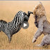 zebra attack and kill lion- lion severely injured on zebra attack