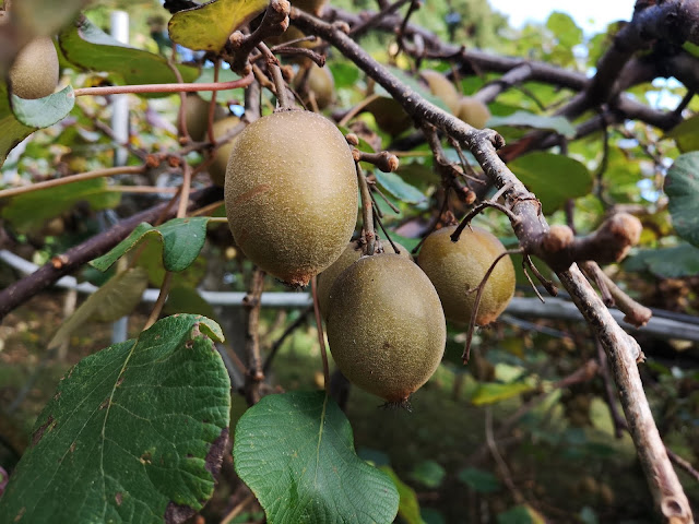 kiwi fruits