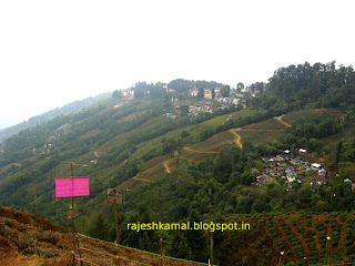 A view of Rangeet Valley Tea estate