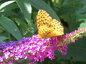 orange butterfly on purple butterfly bush