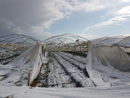 Agricoltura, "Riconoscere i danni alle produzioni"