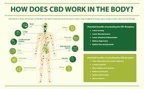cbd effects on the body