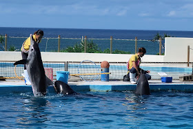 沖縄 美ら海水族館 イルカショー オキちゃん劇場