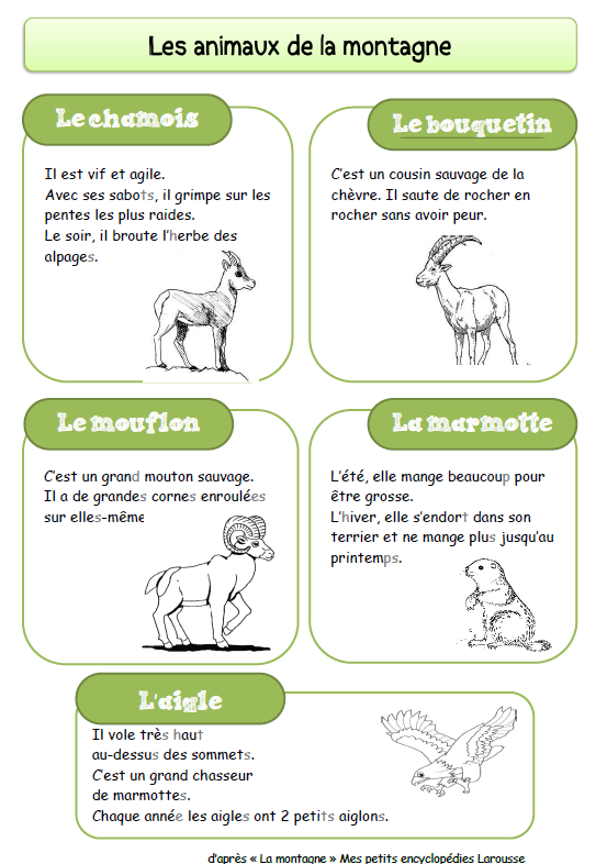 Présenter et décrire un animal / Le loup/ production écrite /animals in  french/ 