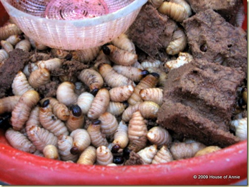 Sago Worms!