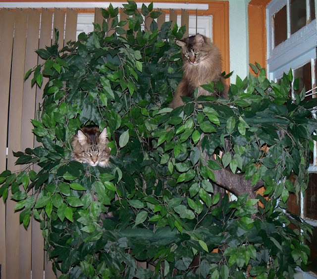 Cat Trees for Extra Large Kitties