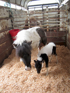 Miniature mare and foal in trailer