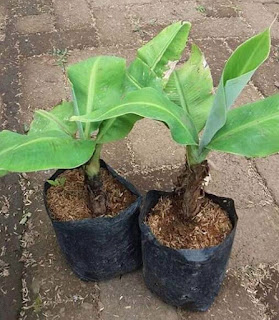 Pisang Cavendish dalam pot dapat kita buat dengan cara yang sederhana dan relatif mudah dikerjakan. Bibit pisang Cavendish agar bisa tumbuh hidp dan berbuah ada teknik khusus dan langkah yang harus diperhatikan agar bisa berbuah bagus dalam pot.