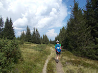 entre sapins et brimbelliers