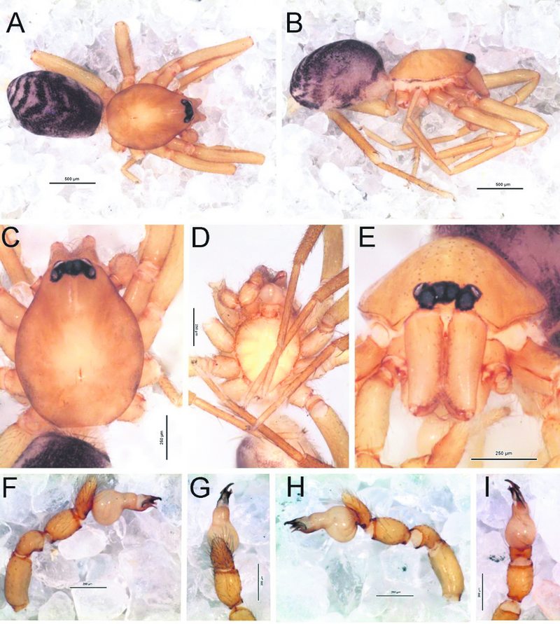 Descubren nueva especie de araña en Chile