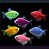 Ikan GloFish Yang Bisa Menyala Dalam Kegelapan