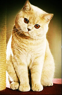 britisch kurzhaar - bkh kitten - katze - british shorthair - cat -  britisch kurzhaar kaufen - britische kurzhaar katze -  britisch kurzhaar züchter