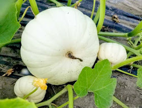 Growing Pumpkins, Gourds, Sunflowers ,Bliss-Ranch.com