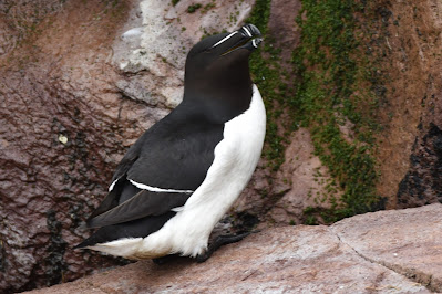 Razorbill Atlantic bird Witless Bay IBA.