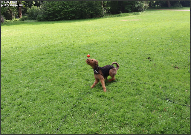 airedale terrier