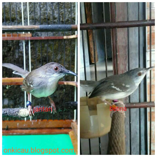 gambar burung ciblek jantan dan betina