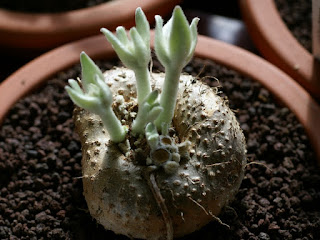 Edelweiss du Brésil - Sinningia leucotricha - Reichsteneria leucotricha