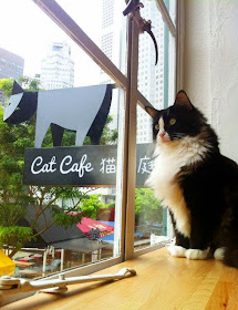 Cafe Neko No Niwa, Kafe kucing pertama di Singapura