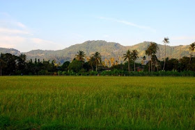 Balik Pulau Paddy Field, Penang