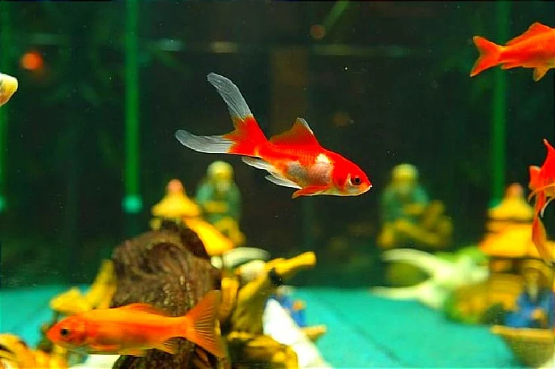 Los peces de colores soltados fuera de su hábitat son un problema para las especies nativas