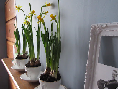 daffodils and teacups http://snadralovesblogging.blogspot.co.uk/