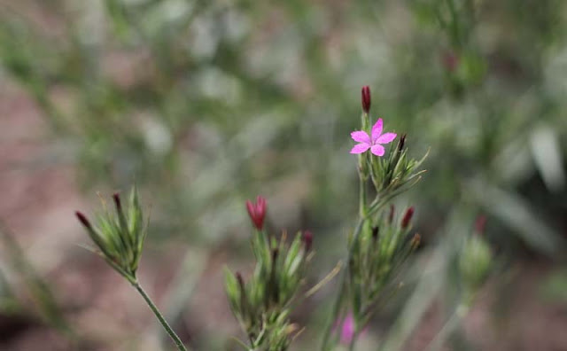 Deptford Pink Flowers Pictures