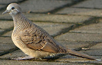 Burung perkutut / Geopelia striata