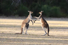 Western Grey Kangaroos in Yanchep National Park