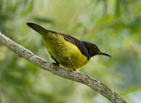 Plain-throated Sunbird - Pasir Ris, Singapore