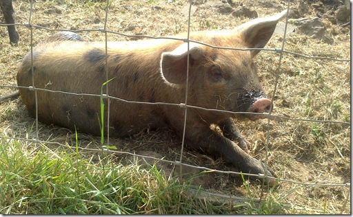 piglet 1