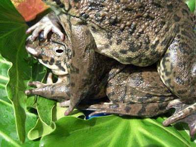 Gaya Kamasutra Ala Katak [ www.BlogApaAja.com ]