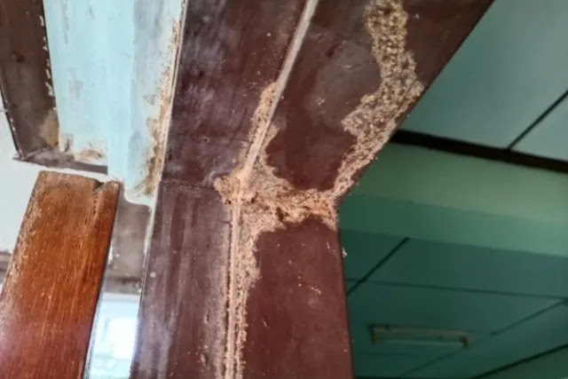 how-do-termites-get-in-your-home