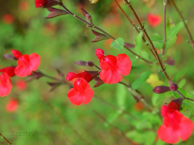 Salvia greggii