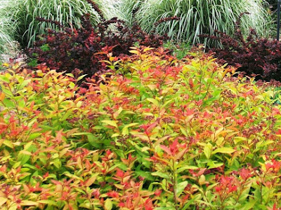 √完了しました！ japanese spirea goldflame 117738-Japanese spirea goldflame