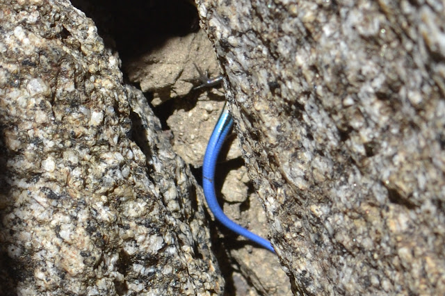 blue tailed skink