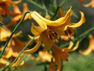 Lys du Canada - Lilium canadense