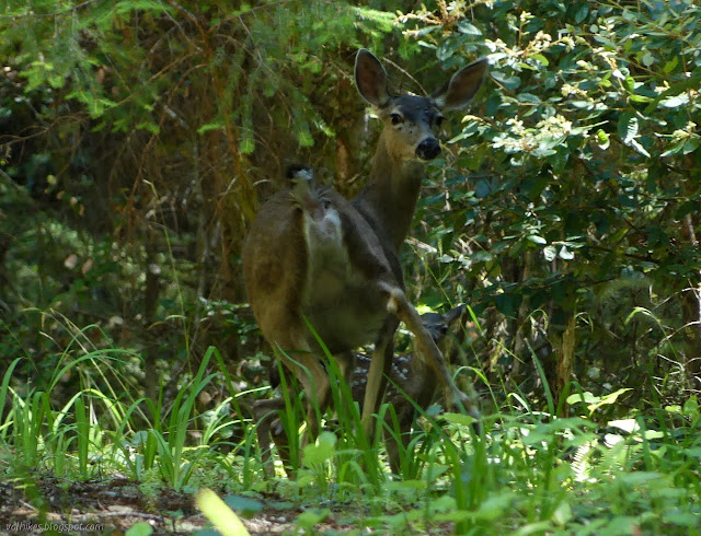 mom and fawn