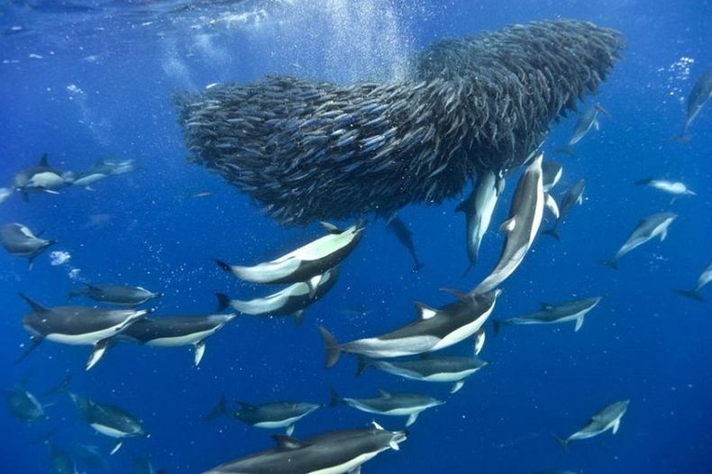 shark-and-mackerel-5 shark-and-mackerel-5