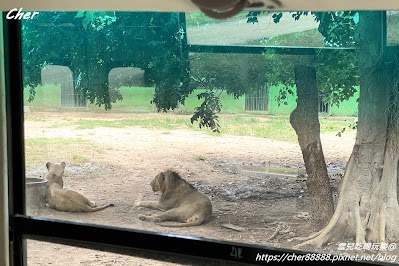 原來這才是動物園！一秒置身非洲草原 零距離體驗餵食樂趣 輕鬆