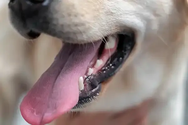 close-up-cachorro-fofo-com-língua-de-fora.
