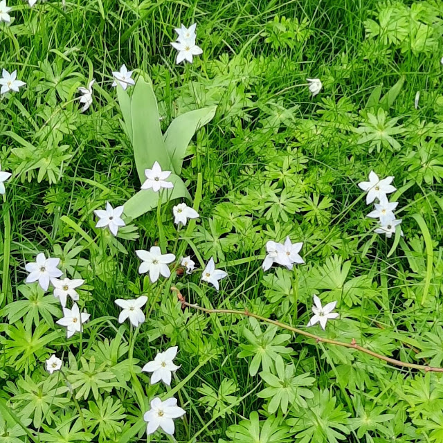 Fleurs de printemps, ornithogales