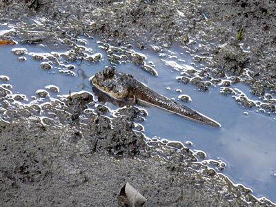 Giant mudskipper (Periophthalmodon schlosseri)